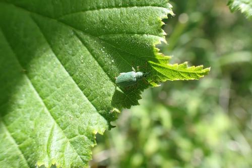 Réf. 257 989 : Polydrusus formosus